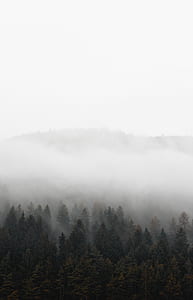 aerial view of forest during fog thumbnail