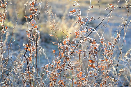 orange and gray leaves at daytime thumbnail