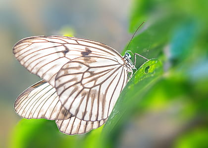 white and gray butterfly perching on green leaf in close-up photography thumbnail