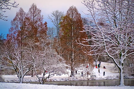 snow-covered trees during daytimne thumbnail