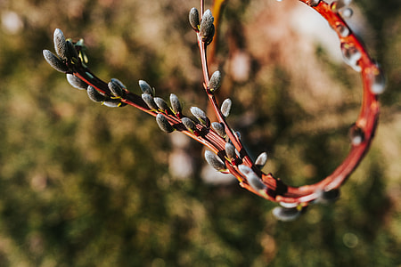 Early spring garden thumbnail