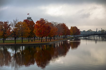 mirror photography of brown leaved trees during daytime thumbnail
