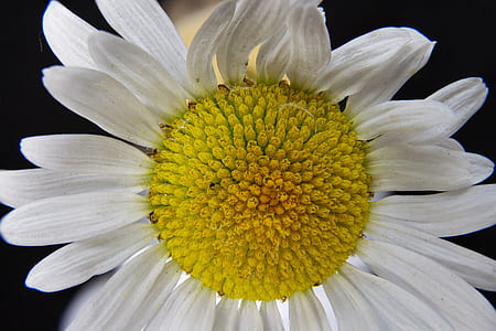 macro photography of white daisy in bloom thumbnail