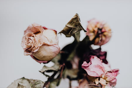 Dried pink roses thumbnail