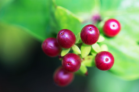 Macro shot of wild berries, image captured in Kent, England with a Canon 6D DSLR thumbnail