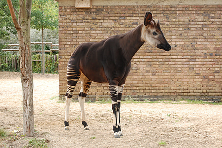 brown okapi animal near wall thumbnail