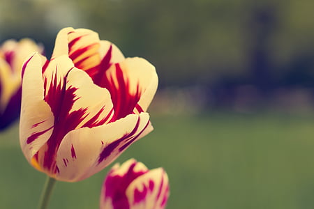 pink and white flower thumbnail