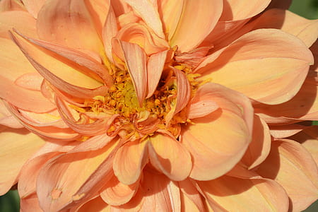 peach-colored dahlia flower in macro photography thumbnail