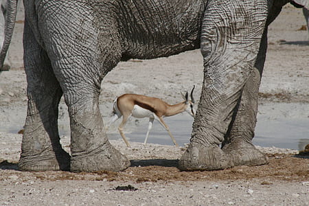 deer and gray elephant at daytime thumbnail