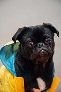 closeup photography of black pug thumbnail