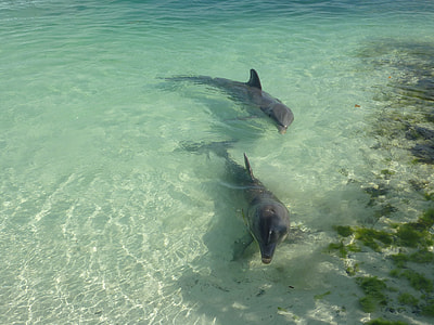 two black dolphins swimming in water at daytime thumbnail