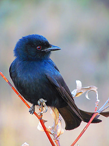 black and blue bird perched on red soft-stem plant during day thumbnail