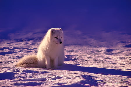 white wofl thumbnail