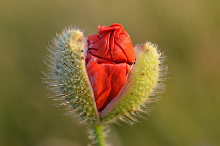 red poppy bud closeup photography thumbnail