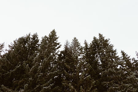low angle photo of trees thumbnail