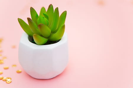 green cactus plant thumbnail