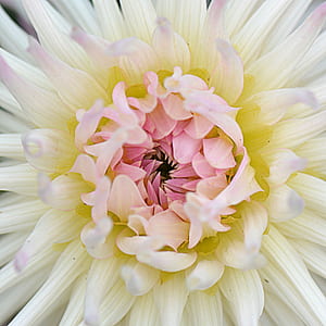 macro photo of white and pink dahlia flower in bloom thumbnail