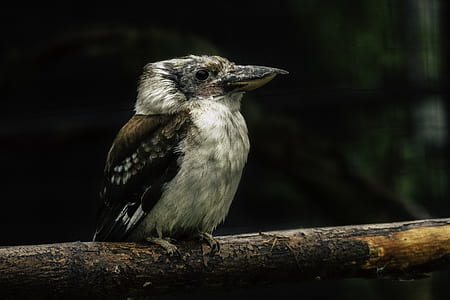 white and brown perching on wood log thumbnail