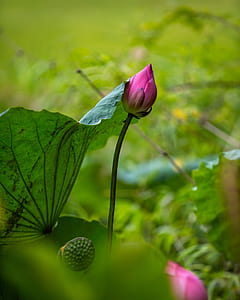 selective focus lens photography of pink lotus flower thumbnail