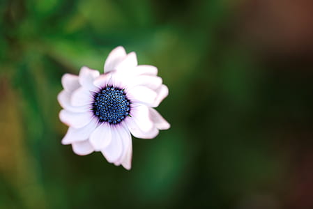 selective focus photography of white petaled flower in bloom thumbnail