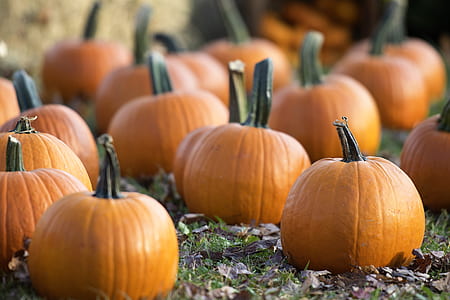 bunch of pumpkins thumbnail