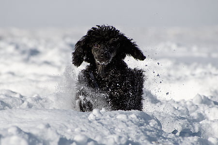 black poodle running on snow field thumbnail
