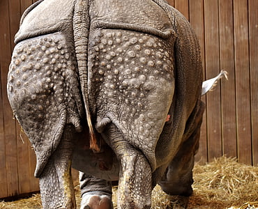 brown rhinoceros thumbnail