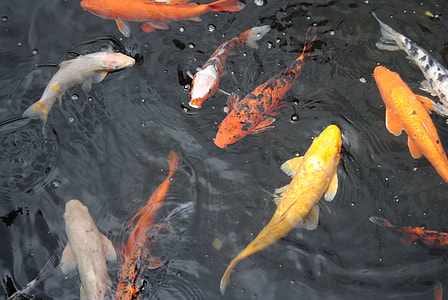 shoal of koi fish thumbnail