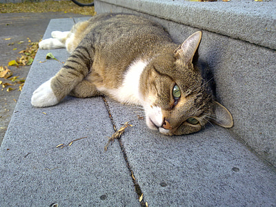 closeup photo of short-fur gray and white cat on gray concrete stair thumbnail