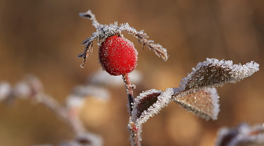 selective-focus photography of round red fruit thumbnail
