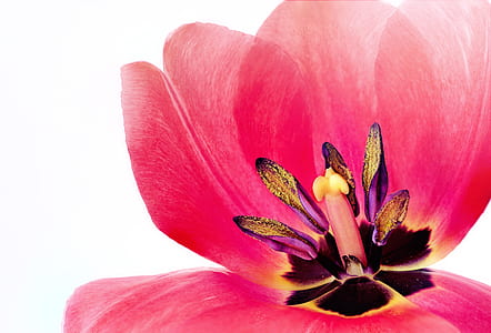 macro photography of pink tulip in bloom thumbnail