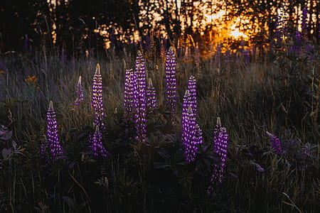 purple lupine flowers on forest near trees thumbnail