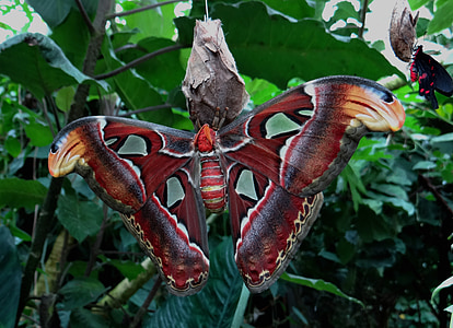 close up photo of atlas moth on brown cocoon thumbnail