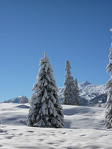 pine tree covered with snow during daytime thumbnail