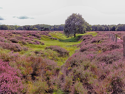 green leafed tree surrounded by purple flowers thumbnail