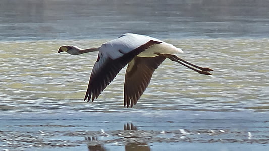 brown and white bird thumbnail