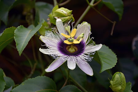 photo of white and purple petaled flowers thumbnail