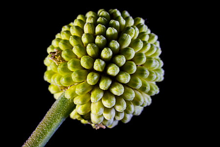 Green Plant thumbnail