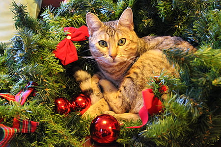 brown Tabby cat on green Christmas tree thumbnail