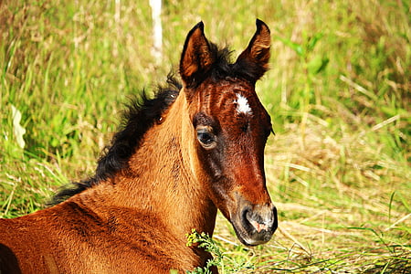 brown pony surrounded by tall grasses thumbnail