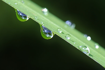water droplets on leaf macro photography thumbnail
