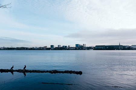 Two birds on Alster in Hamburg thumbnail