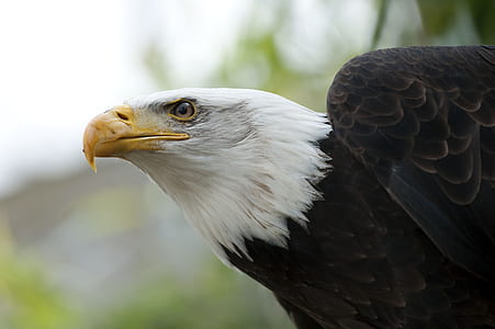 selective focus photography of bald eagle thumbnail