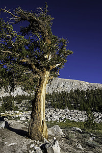 Foxtail Pine at Sequoia National Park, California thumbnail