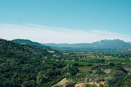 landscape, vineyard thumbnail