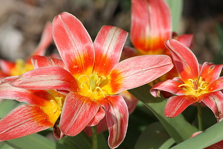 close-up photography of red petaled flowers thumbnail
