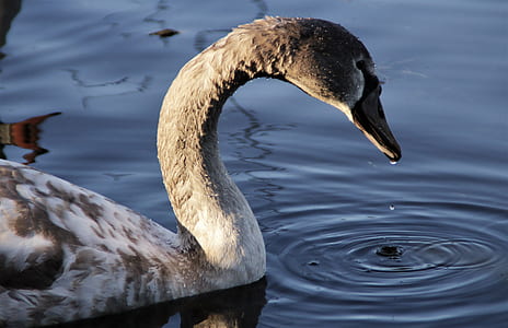 gray and white duck on body of water thumbnail