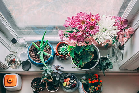 bunch of potted plants on window pane thumbnail