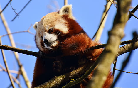 low angle of red panda on tree branch thumbnail