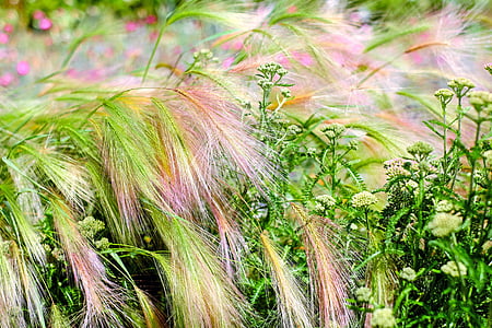 close-up photography of flowers and plants thumbnail